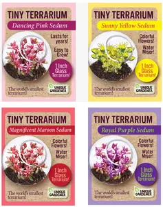 Sedum Tiny Terrariums Bundle - 1 each of 4 Varieties