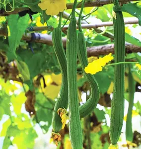 TomorrowSeeds - Extra Long Smooth Luffa Seeds -  Non GMO Loofah Loofa Calabash Chinese Okra Gourd Squash Bitter Melon Asian Vegetable Seed 2024