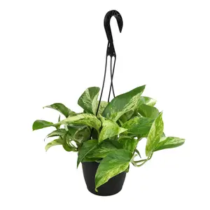 Marble Queen Pothos Hanging Basket: Variegated Hanging Vines – Live Plant - (6” Pot) – Easy Pothos Plants – Great for Beginners – Popular Air Purifying Houseplants