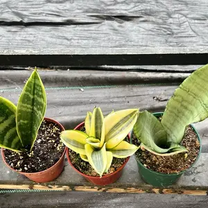 3 Mystery Snakeplant Bundle | 3 Beginner Houseplants | Plants for Home & Garden | 4”