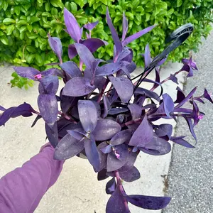 Tradescantia 'Purple Heart’ - 8” pot