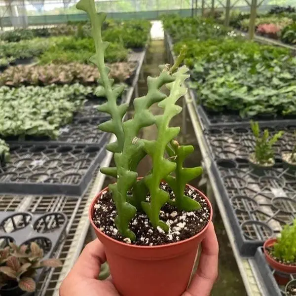Epiphyllum ‘Ric Rac’ Cactus - Indoor Live Plant, Rare Zig Zag Zip Cactus, Fishbone Design, Perfect for Hanging Baskets, Medium, Trailing Fronds, Beginner Friendly, Bright Light