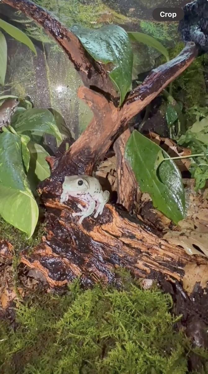 Item: Mopani driftwood (13-17 inch pack of 1)