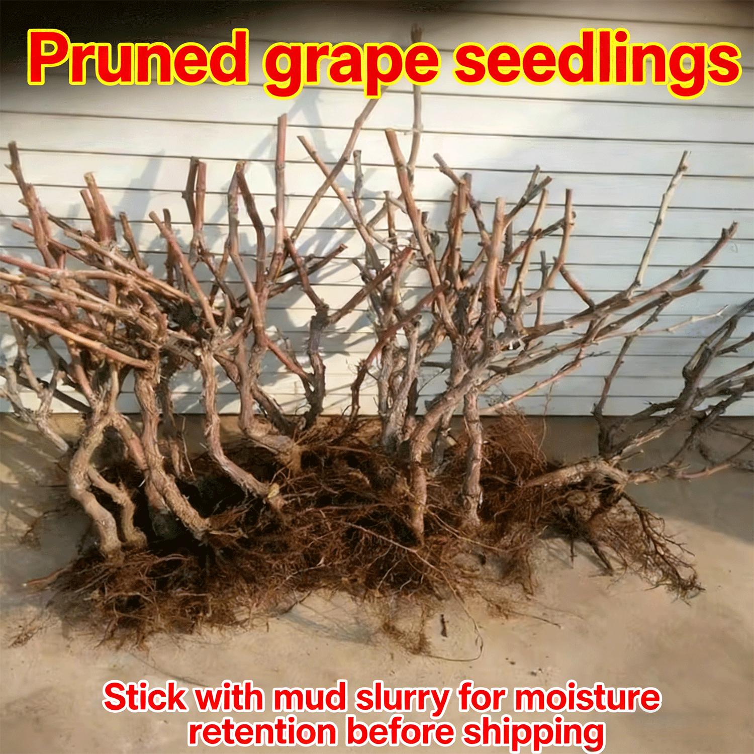 Citrine Grapevine Seedlings—2-Year-Old Perennials | High-Yielding, Sweet-Fruited, and Easy-to-Care-For Grapevine Seedlings
