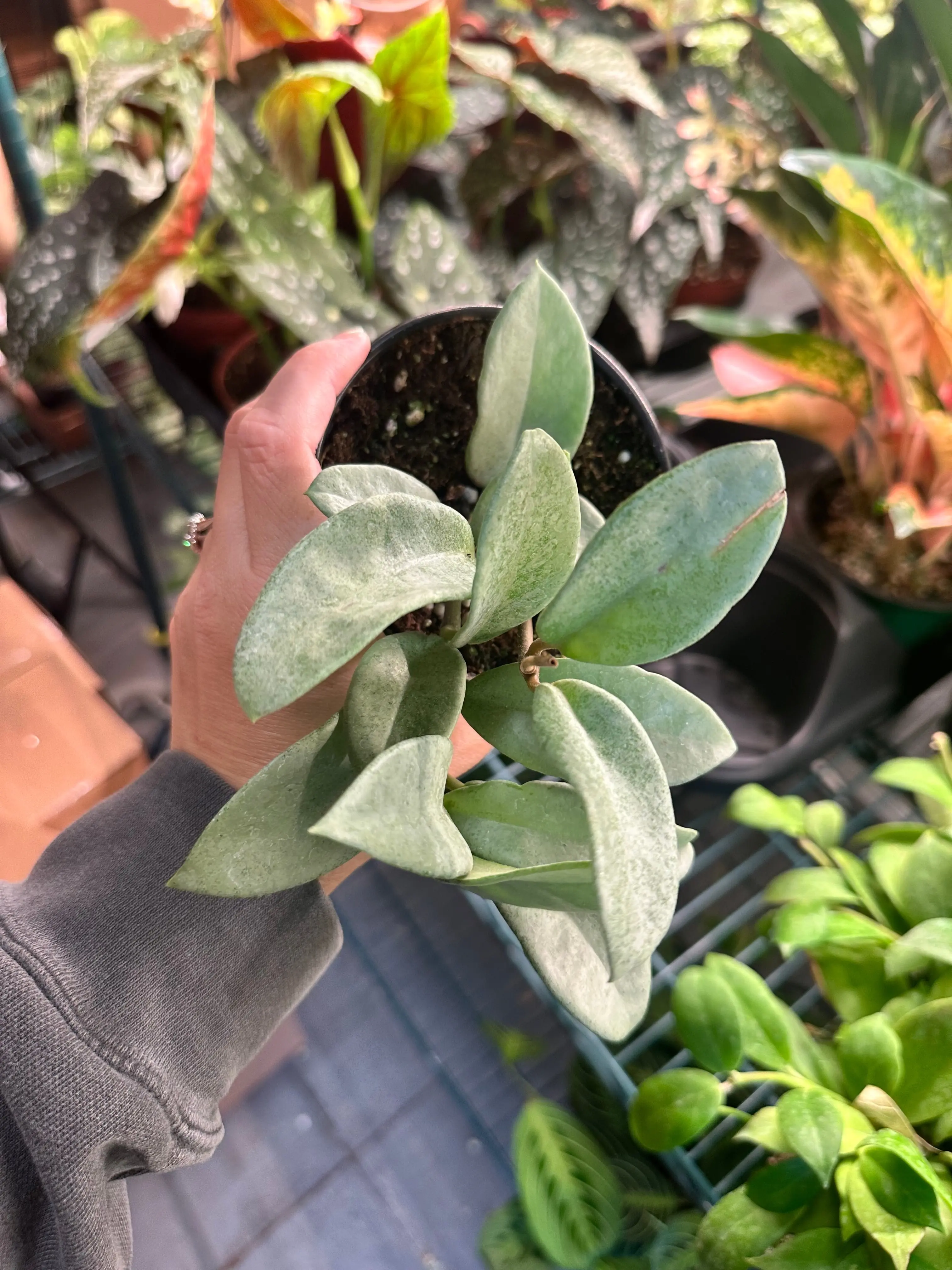 Hoya nova ghost - 4” pot