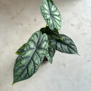 Alocasia Dragon Scale 4" House Plant - Alocasia baginda 'Dragon Scale' - Indoor Plant - Decorative Tropical Plant in 4" Pot for Home Decor and Plant Lovers