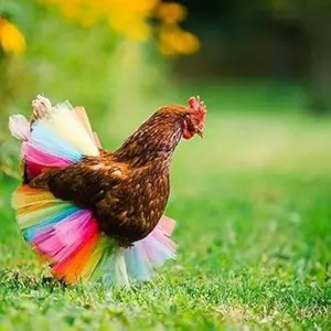 mini desk goose outfit Chicken Tutu Dress Outfit Rainbow Pet Skirt Crazy Chicken Lady Princess Dress for Your Hen (Style1)