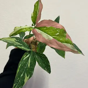 Syngonium tricolor pink variegated rare tropical plant