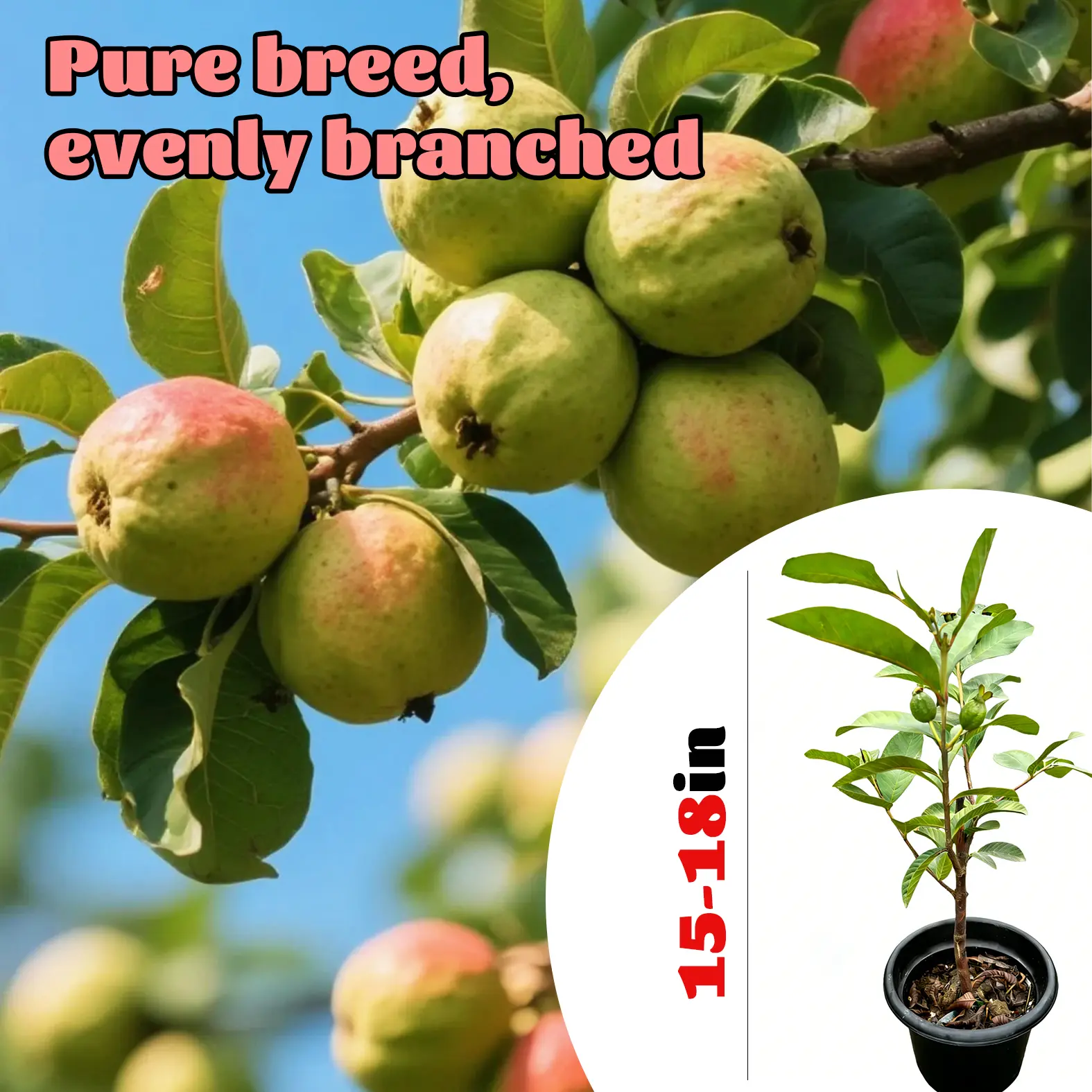 Guava Tree – Fast-Growing Fruiting Tropical Plant, Outdoor Garden Supply for Backyards, Outdoor Plants Delicious Sweet Landscape