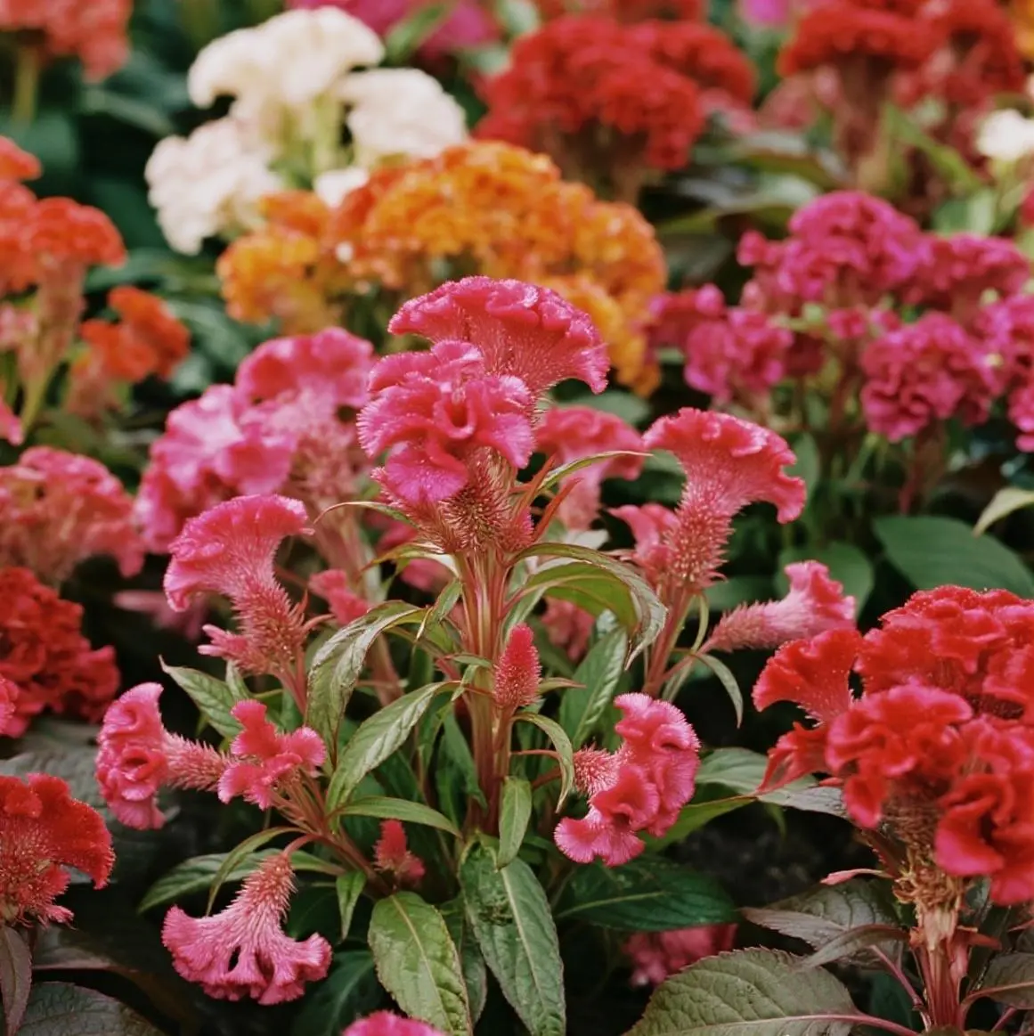300PCS Cockscomb Seeds – Unique Crested Blooms for Bright Garden Displays