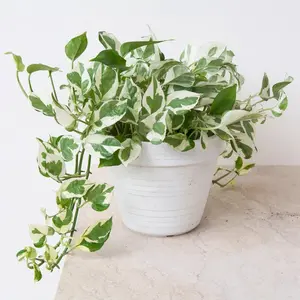 Live Pothos Plant Collection - Pearl & Jade Pothos 2 inch potted and rooted Decor Home