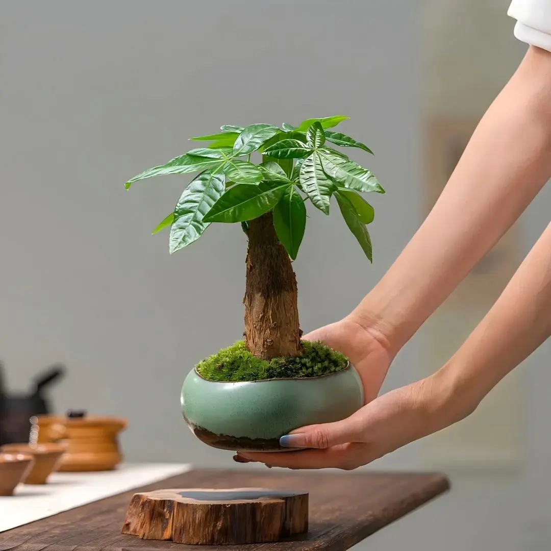 Pachira Aquatica Live Potted Money Tree - Low-Maintenance Indoor Evergreen Houseplant for Home Decor