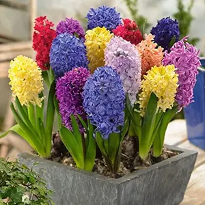 New Fresh 300pcs Hyacinthus Orientalis fllower Seeds