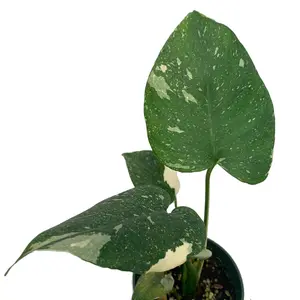 Monstera Thai Constellation - seedling