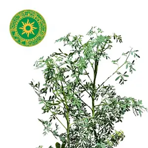 Rue Mallet - Rue Mallet