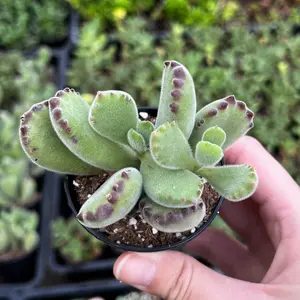 Bear’s Paw, Cotyledon Tomentosa, Potted Small Succulent, Cute Plant in 2'', 4'' pot