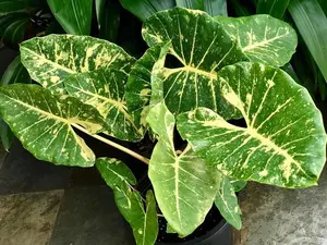 Rare Alocasia New Guinea Gold  3ft tall - Gold Variegation - Aurea Variegata Elephant ear live plant shipped from sunny Florida