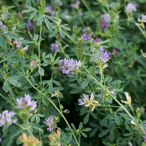 Organic Alfalfa Seeds (Medicago sativa) – 300+ Seeds for Cover Crops, Soil Enrichment, and Forage