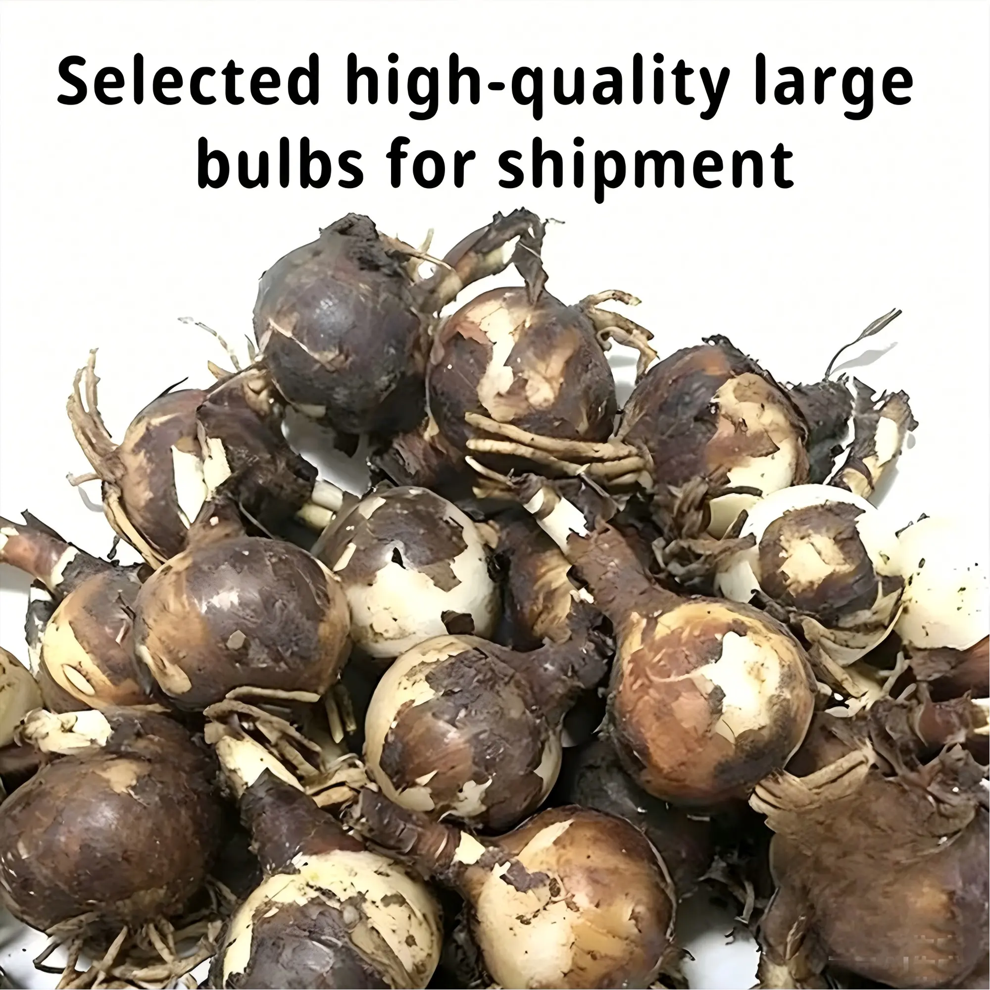 Red Spider Lily Bulbs (Lycoris Radiata) - Low-Maintenance, Drought-Tolerant Hardy Perennials for Outdoor Mass Planting & Garden Landscaping