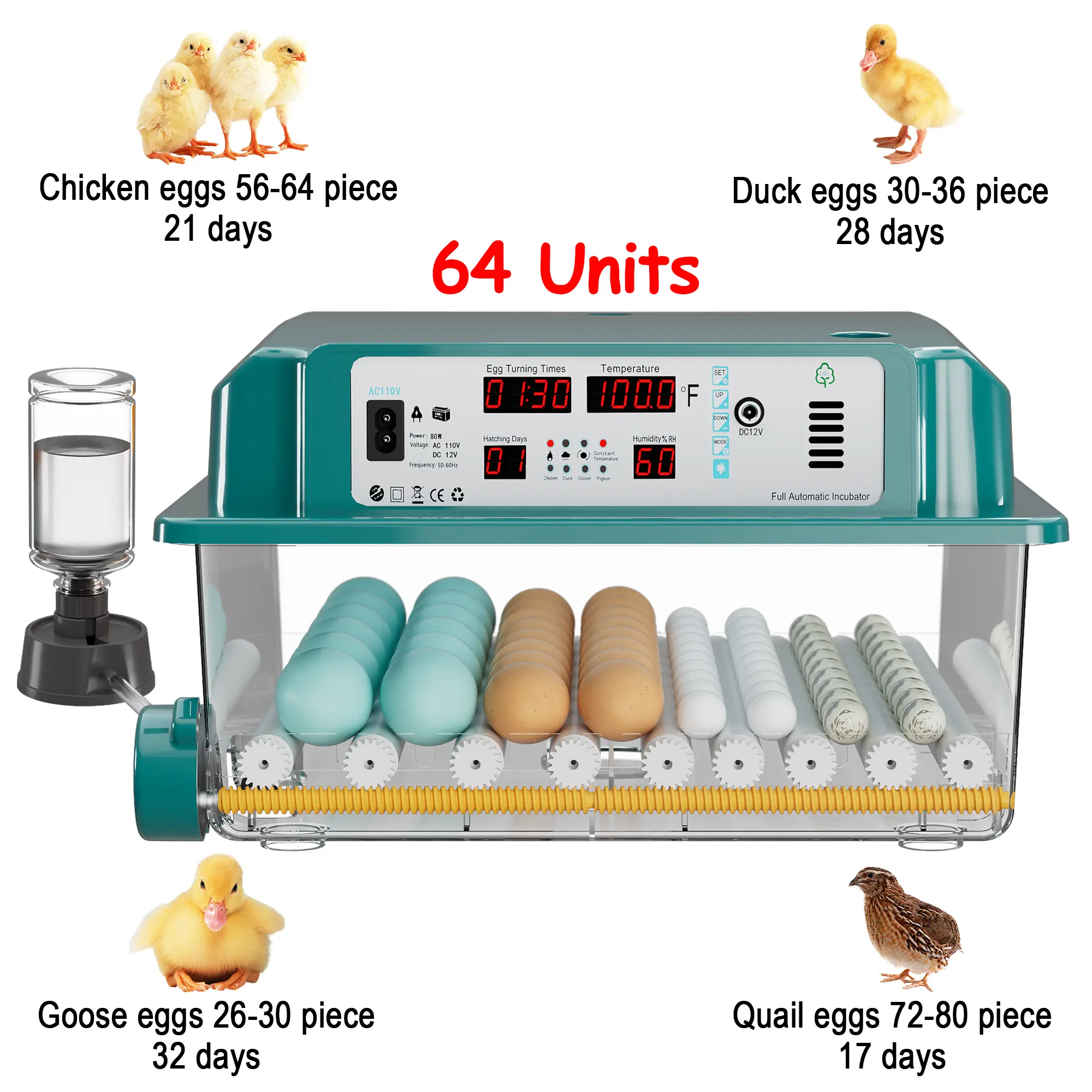 64 EGGS