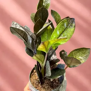 Raven ZZ Plant Plant 4’potted  | Black Zamioculcas Zamiifolia | Easy Care