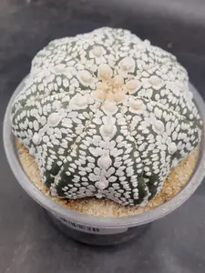 Astrophytum Asterias Snow Cactus in a 3" Pot