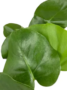 Monstera- Split Leaf and Swiss Cheese varieties in 4" pots for Aquariums, Terrariums, or Houseplants with unique leaf shapes