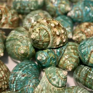 Polished Jade Turbo Shell for Hermit Crab Display or Home - Safe for Hermit Crabs - 1 Shell per Order
