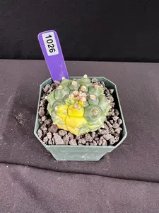 Astrophytum Asterias cv. Kikko Variegated Cactus, Imported from Thailand, All-Seasons Potted Flowers and Plants for Gardening