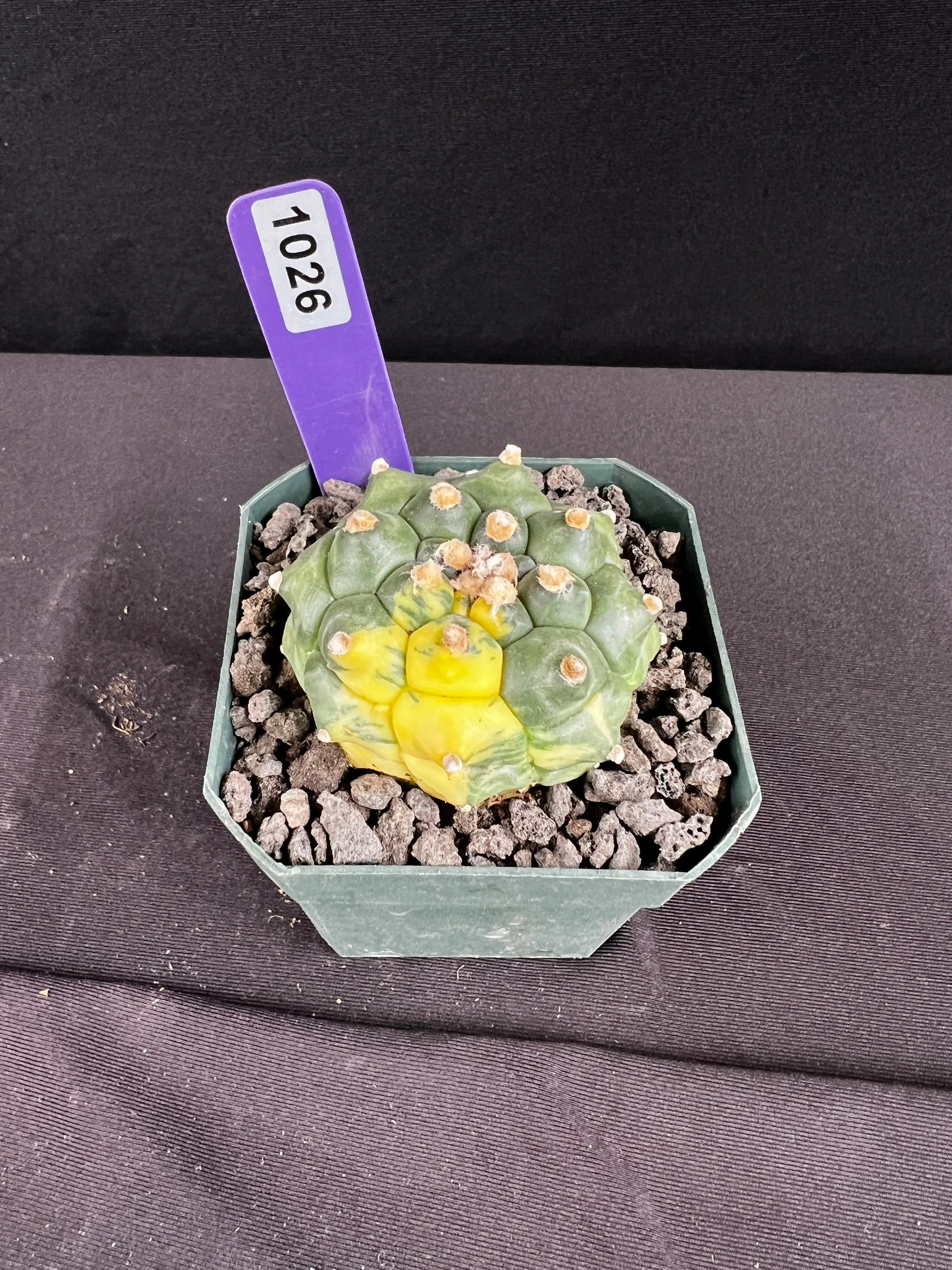 Astrophytum Asterias cv. Kikko Variegated Cactus - 1026