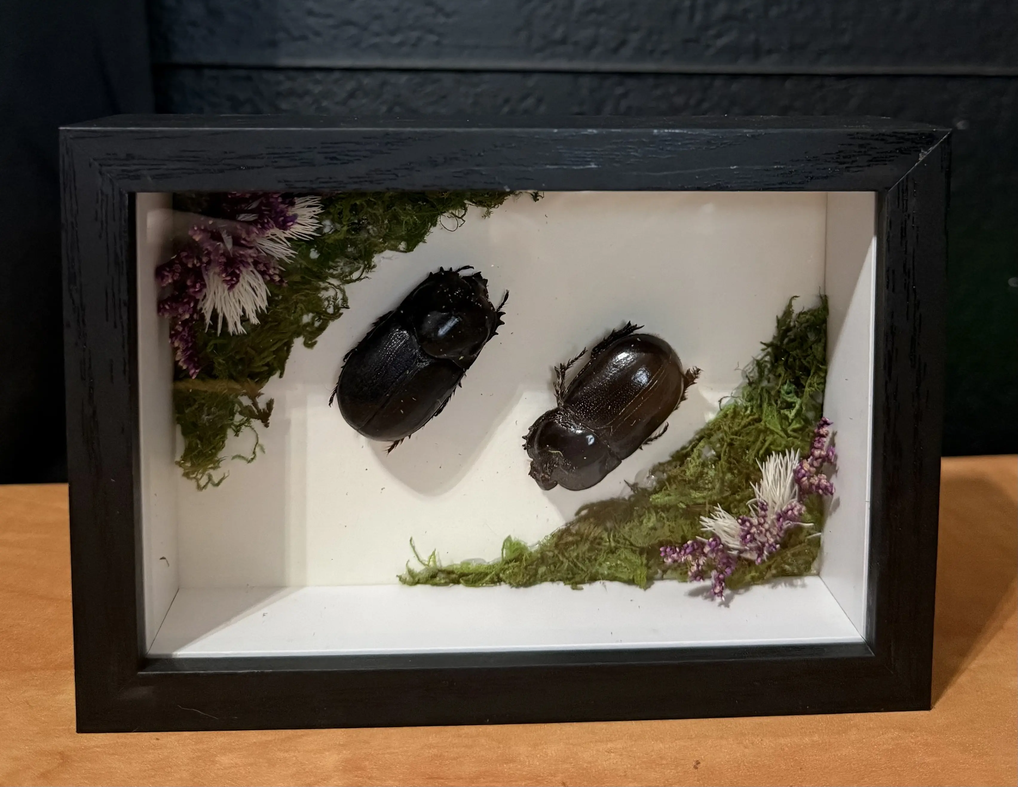Rhinoceros Beetle Shadow Box Botanical Curiosity Display High-Quality Materials for Collectors Enthusiasts and Gifts