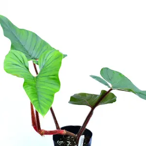 Philodendron squamicaule Blushing