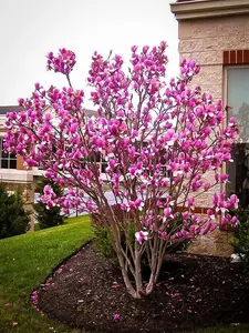 Ann Magnolia 2.5" pot shrub/tree