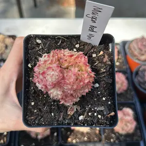 Echeveria ‘Maigan Red ’ Mini Cluster (around 2-2.5'')- Bare Root Succulents - Terra Tales