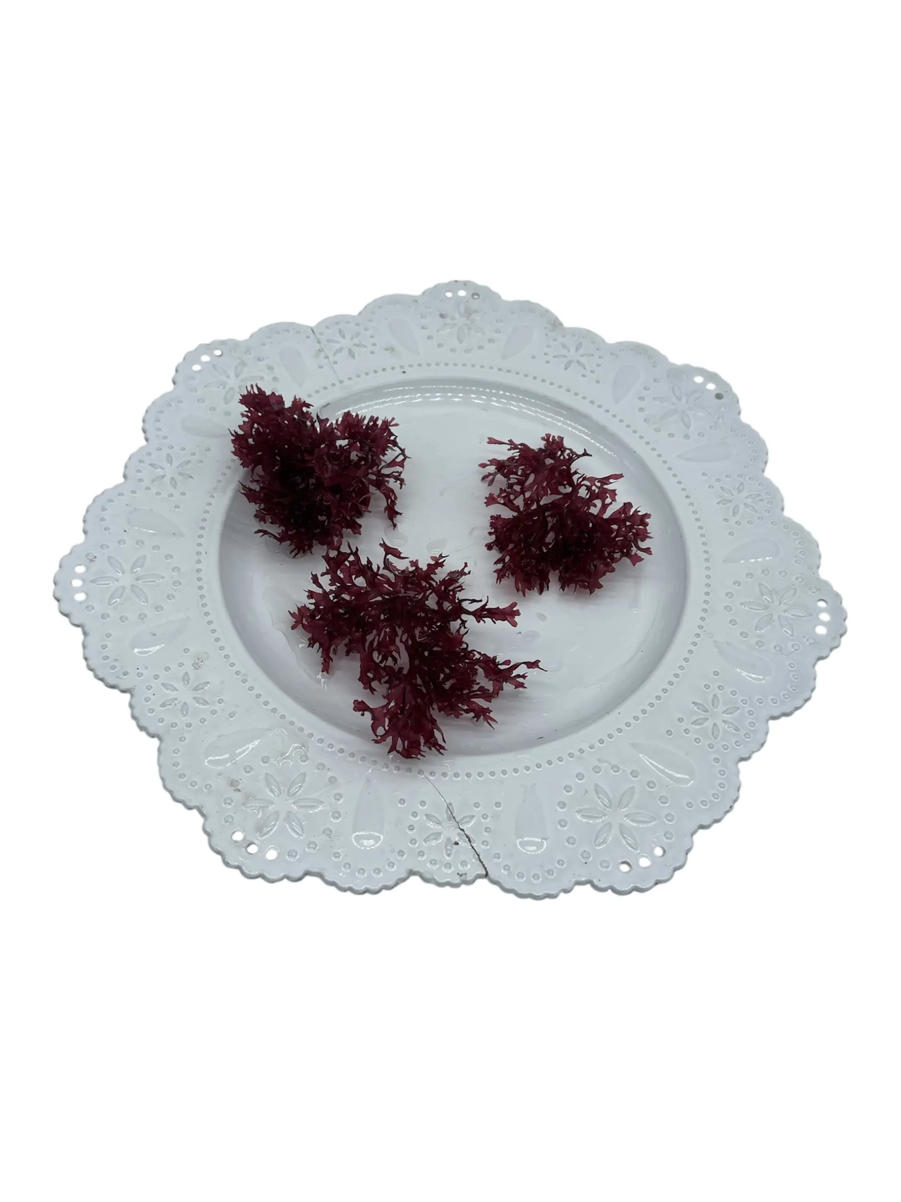 Red Pom Pom Macroalgae - Salt Water Aquariums - Vibrant in Color