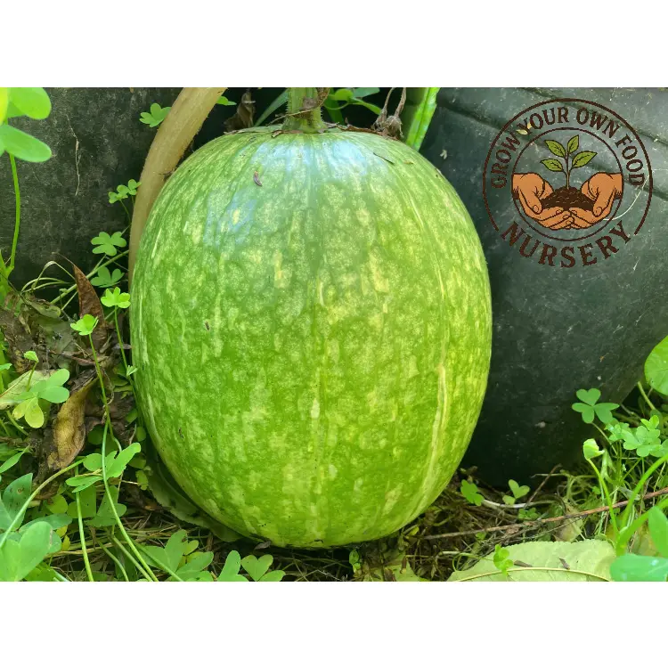 Alcayota Seeds Bundle