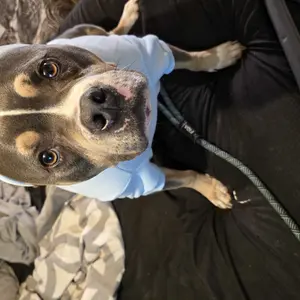 Comfrt Paws | Pastel Hoodie