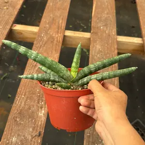 Starfish Snake Plant Sansevieria Great for Low Light - 6 inch pot