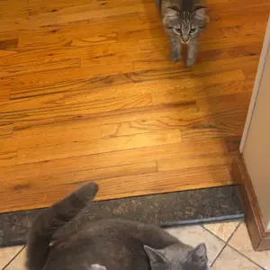 2-in-1 pet nail clipper and grinder, dog nail clipper trimmer, ultra quiet electric nail set, rechargeable, suitable for trimming toes and claws of dogs and cats of all sizes