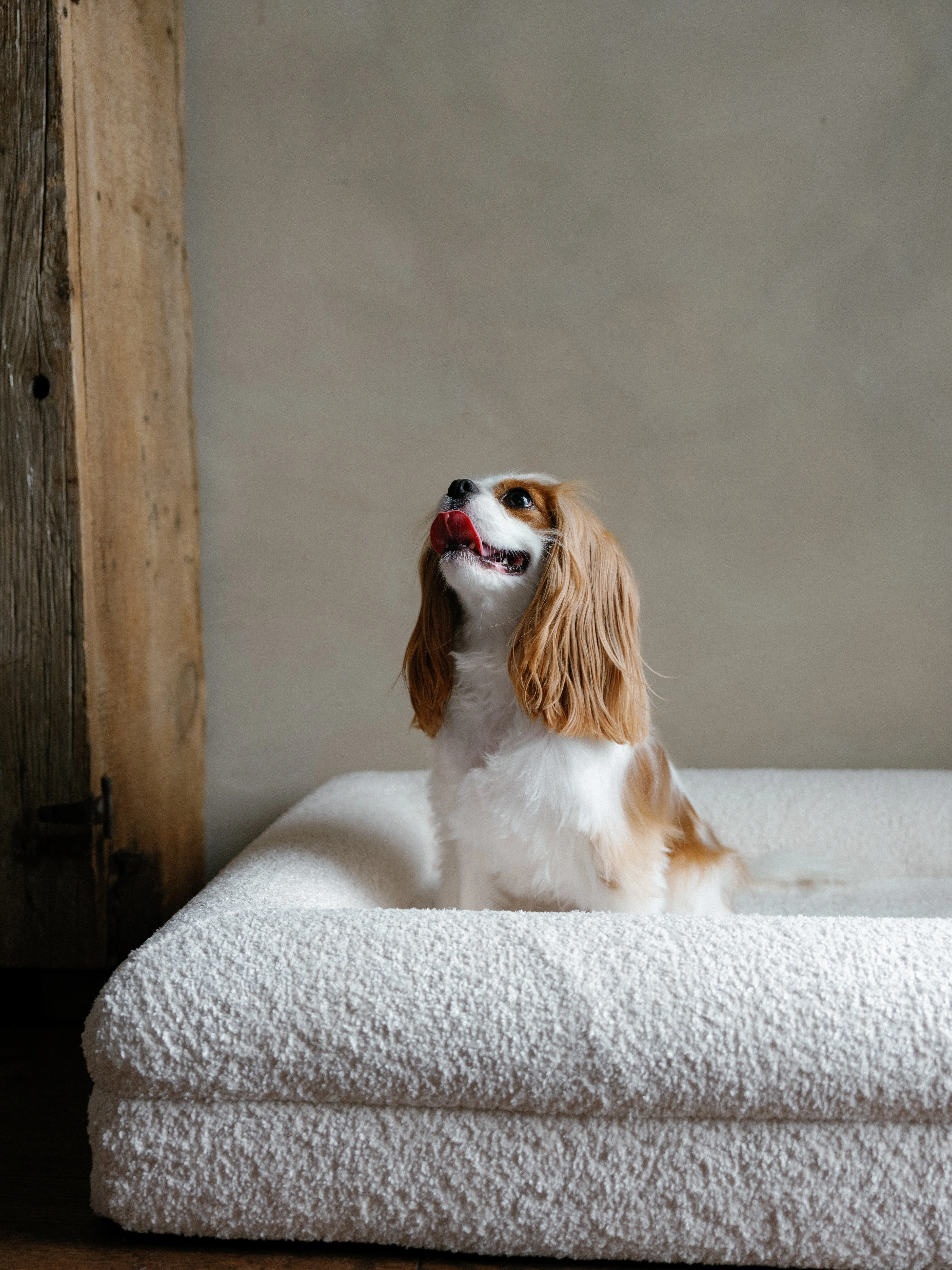 KOZY Luxury Orthopedic Dog Bed, Crème Woofle Design, Small Size Pet Bed for Dogs