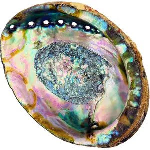 Abalone Shell 5 Inches or Larger - Holds Incense, Trinkets, and More - Incense Holder for Smudging, Home Decor - Alternative Imagination