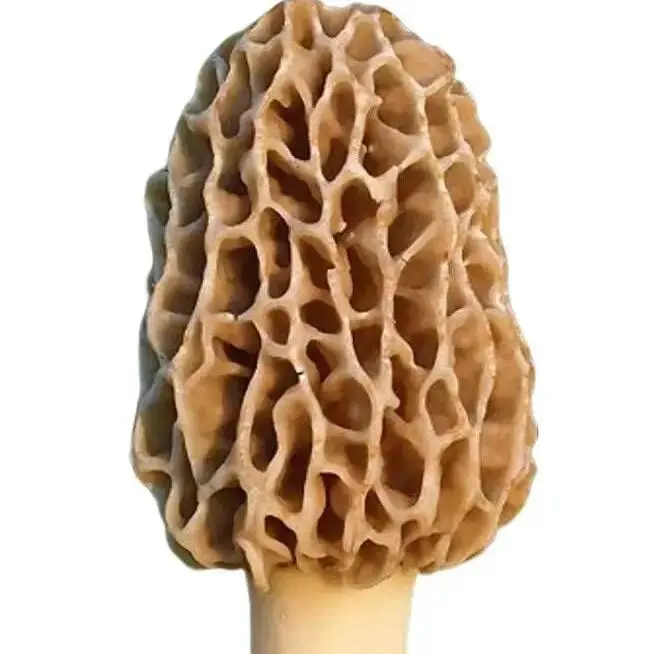 Organic True Morel Mushroom Grow Kit with 30-45g Sawdust, 5Gal Slurry Vegetable Seed for Home & Backyard Gardening, Requires Moist Conditions