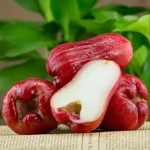 Wax Apple Seeds – Non-GMO, Easy to Grow, Beginner-Friendly Fruit Seeds, Indoor & Outdoor Planting, Tropical Fruit, High Yield, Four Seasons Cultivation