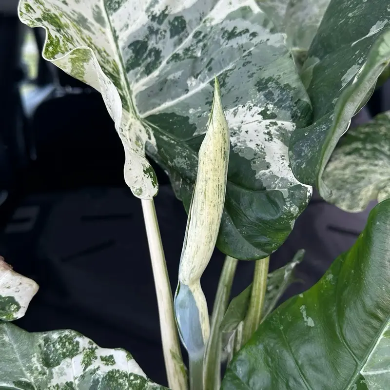 Variegated Alocasia odora Blizzard 6" Pot - Tropical Houseplant with Unique Green Leaves & Striking White Veins for Indoor Decoration