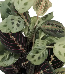 Hirt's 1 Red & 1 Green Prayer Plant - Maranta - 3.5" Pots