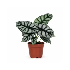 RZ-04  Alocasia Silver Dragon Live Plant 4 Inch Pot | Rare Tropical Indoor Foliage Plant for Home & Office Decor