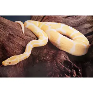 Albino Ball Python - Poster 17.5 inches x 24.5 inches