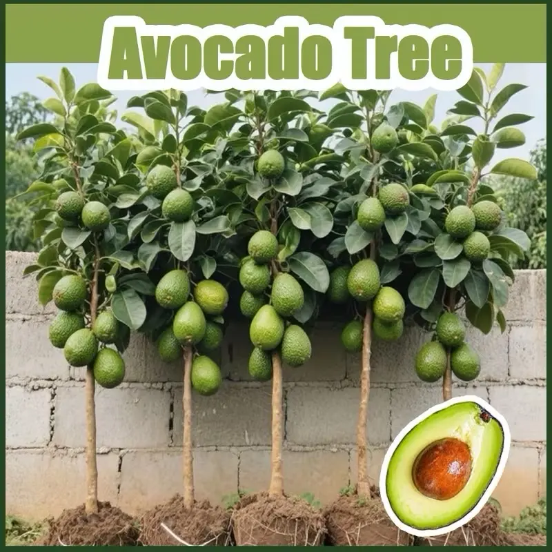 Dwarf Hass Avocado Tree - Grafted Sapling for Patio & Container ...