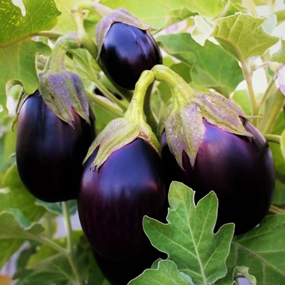 TomorrowSeeds - Black Beauty Eggplant Seeds -  Large Purple Aubergine Brinjal Melongene Guinea Italian Squash Vegetable Seeds For 2024