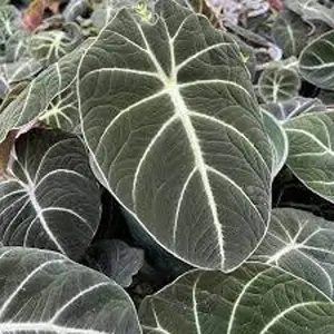 Black Velvet Elephant Ear Plants - Alocasia reginula - Rooted Starter live Plants in pot 3" to 6" tall